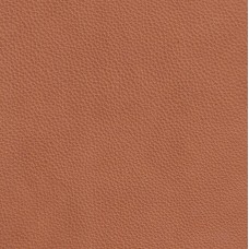 Labrador 03