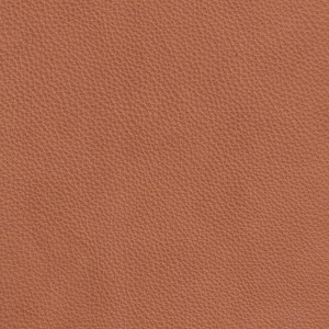 Labrador 03
