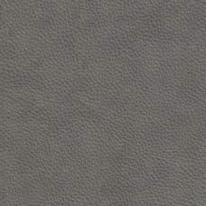 Labrador 43