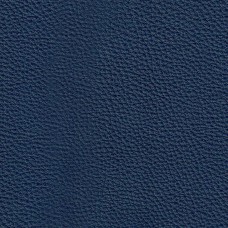 Labrador 81