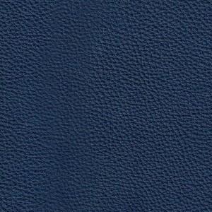 Labrador 81
